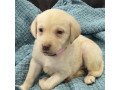 labradors-retriever-puppies-small-1