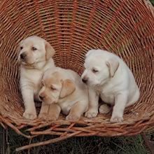 labradors-retriever-puppies-big-0