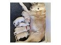 adorable-golden-retriever-puppies-small-0
