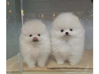 Cute Pomeranian PUPPIES