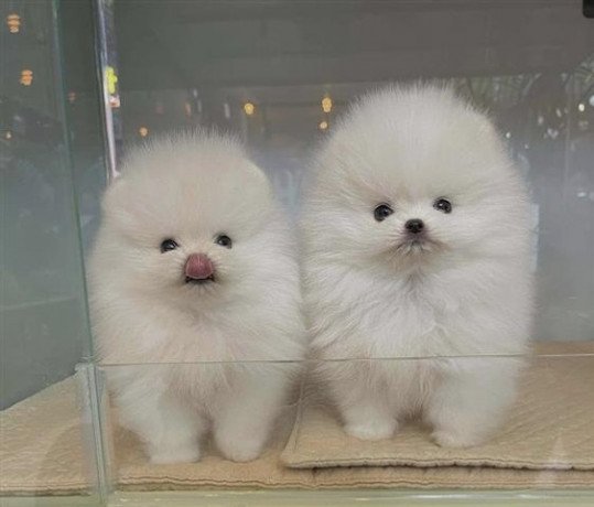 cute-pomeranian-puppies-big-0