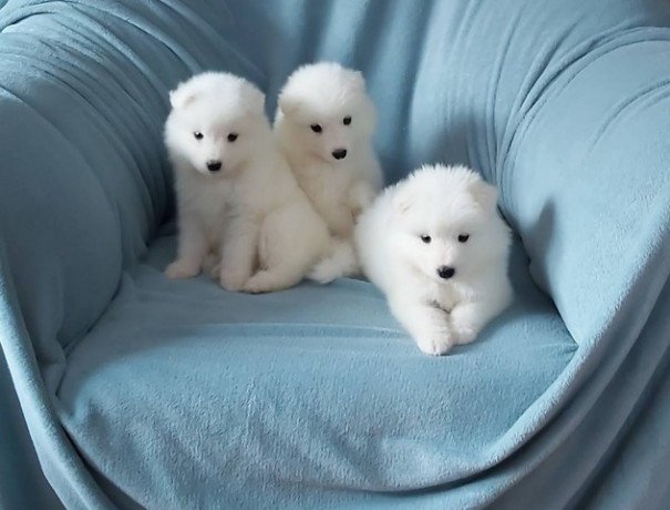 adorable-and-sweet-samoyed-puppies-big-0