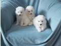 12-weeks-sweet-samoyed-puppies-small-0