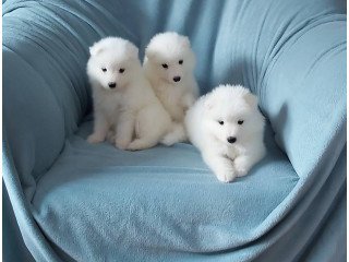 12 weeks sweet Samoyed PUPPIES