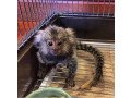 adorable-and-sweet-marmoset-monkeys-small-0