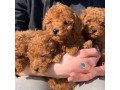 12-weeks-old-toy-poodle-small-0