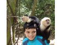 capuchin-monkey-small-0