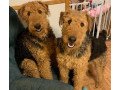 12-weeks-old-airedale-terrier-pups-small-0