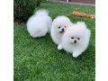 precious-pomerian-puppies-available-small-0