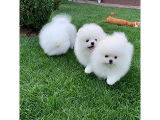 Precious pomerian puppies available