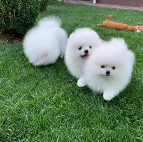 precious-pomerian-puppies-available-big-0