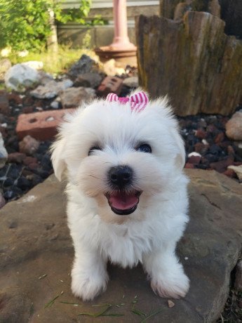 available-maltese-pups-for-sale-big-0