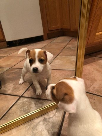 jack-russell-terrier-puppies-for-sale-big-0