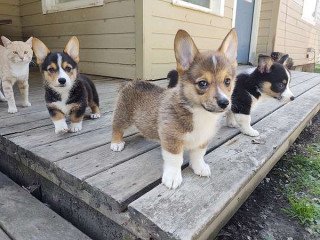 Male and female cogri puppies for sale