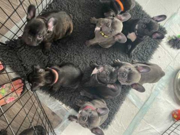 french-bulldog-puppies-ready-for-rehoming-big-0