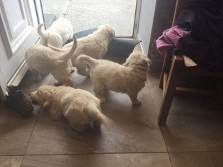 Charming Golden Retriever Puppies For Sale