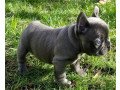 6-beautiful-kc-reg-french-bulldog-puppies-small-0