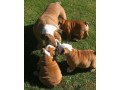 english-bulldog-pups-available-small-0