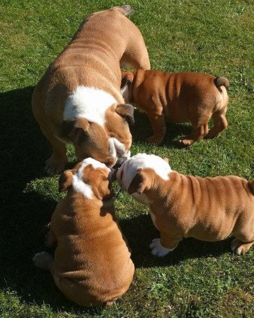 english-bulldog-pups-available-big-0