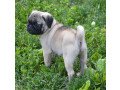 beautiful-pug-puppys-for-sale-small-0