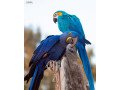 hyacinth-macaw-parrot-for-sale-small-2