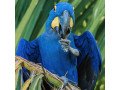 hyacinth-macaw-parrot-for-sale-small-1