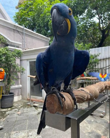 hyacinth-macaw-parrot-for-sale-big-0