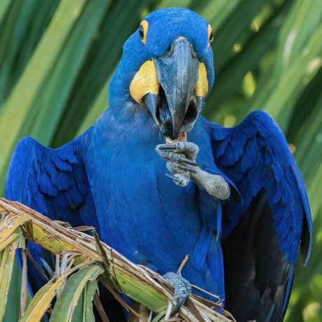 hyacinth-macaw-parrot-for-sale-big-1