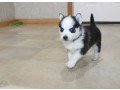 friendly-pomsky-puppies-for-new-home-small-0