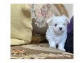 snow-white-teacup-maltese-puppies-boys-and-girls-available-small-0