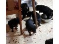 very-healthy-bloodlines-and-socialize-rottweiler-puppies-for-sale-small-0