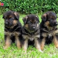 stunner-german-shepherd-puppies-just-above-8w-and-ready-to-go-big-0