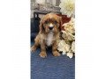 magnificent-family-raised-cavalier-kingcharles-spaniel-puppies-for-sale-small-0