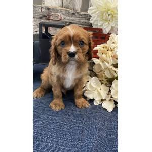magnificent-family-raised-cavalier-kingcharles-spaniel-puppies-for-sale-big-0