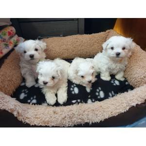 two-teacup-maltese-puppies-needs-a-new-family-big-0