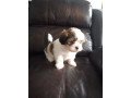 shih-tzu-puppies-available-for-sale-small-0