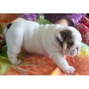 outstanding-english-buldog-puppies-for-sell-big-0