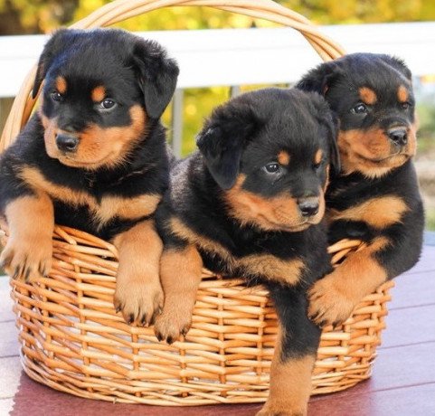 top-quality-rottweiler-puppies-big-0