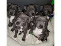 staffordshire-bull-terrier-for-good-home-small-0