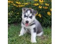 kc-registered-siberian-husky-puppies-small-0