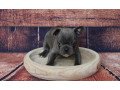 gorgeous-french-bulldog-puppies-small-0