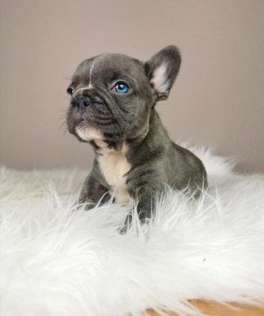 adorable-blue-eyes-french-bulldog-puppy-big-3