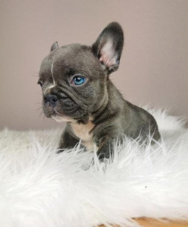 adorable-blue-eyes-french-bulldog-puppy-big-2