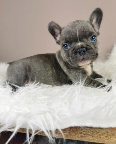adorable-blue-eyes-french-bulldog-puppy-big-0