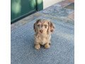dachshund-puppies-for-good-homes-small-1