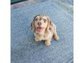 dachshund-puppies-for-good-homes-small-0