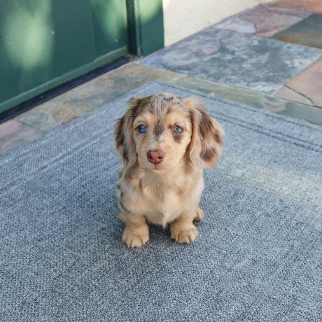 dachshund-puppies-for-good-homes-big-1