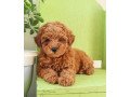 purebreed-toy-poodle-puppies-for-adoption-small-0