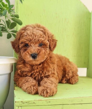 purebreed-toy-poodle-puppies-for-adoption-big-0