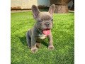 kc-registered-female-french-bulldog-puppies-small-0